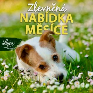 Zlevněná nabídka měsíce je tady a vy ji rozhodně nechcete propásnout! 🐾 Do konce března máte možnost pořídit se slevou 14...