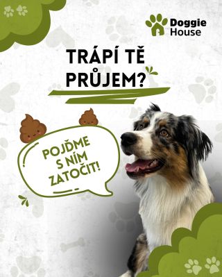 PRŮJEM U PSA? 🐶 Průjem je častý problém – často za ním stojí „drobnosti“ jako: 💩 Příčiny: • změna stravy nebo nevhodné...